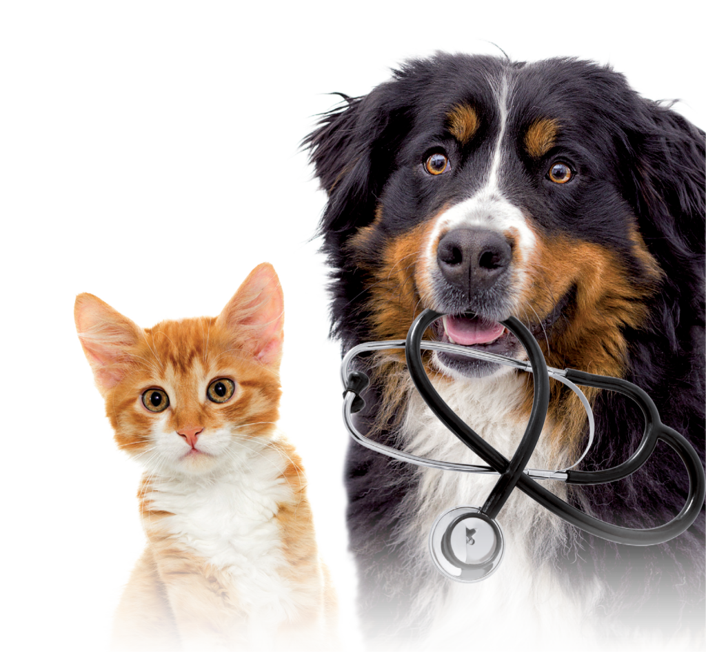 Imunokemija Veterina Big Blue